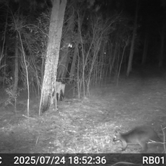 Wallabia bicolor (Swamp Wallaby) at Bucketty, NSW - 24 Jul 2025 by MartinPredavec