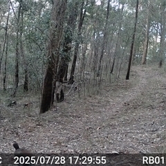 Menura novaehollandiae (Superb Lyrebird) at Bucketty, NSW - 28 Jul 2025 by MartinPredavec