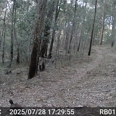 Menura novaehollandiae (Superb Lyrebird) at Bucketty, NSW - 28 Jul 2025 by MartinPredavec