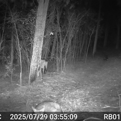 Wallabia bicolor (Swamp Wallaby) at Bucketty, NSW - 29 Jul 2025 by MartinPredavec