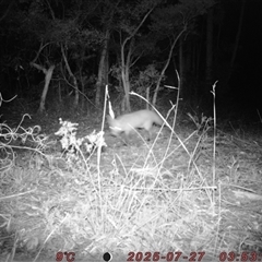 Vulpes vulpes (Red Fox) at Bucketty, NSW - 27 Jul 2025 by MartinPredavec
