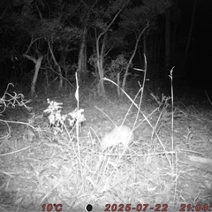 Perameles nasuta (Long-nosed Bandicoot) at Bucketty, NSW - 22 Jul 2025 by MartinPredavec