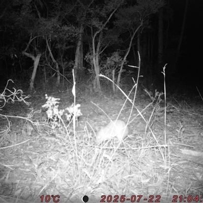 Perameles nasuta (Long-nosed Bandicoot) at Bucketty, NSW - 22 Jul 2025 by MartinPredavec