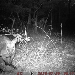 Wallabia bicolor (Swamp Wallaby) at Bucketty, NSW - 29 Jul 2025 by MartinPredavec