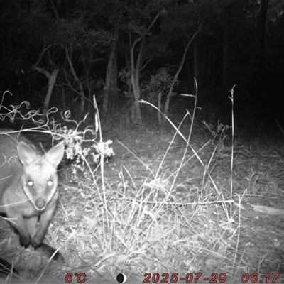 Wallabia bicolor (Swamp Wallaby) at Bucketty, NSW - 29 Jul 2025 by MartinPredavec