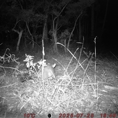 Trichosurus vulpecula (Common Brushtail Possum) at Bucketty, NSW - 25 Jul 2025 by MartinPredavec