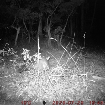 Trichosurus vulpecula (Common Brushtail Possum) at Bucketty, NSW - 25 Jul 2025 by MartinPredavec