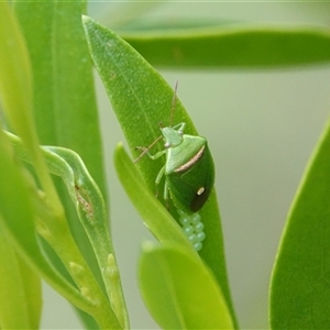 Ocirrhoe unimaculata (Green Stink Bug) at Hall, ACT - 14 Feb 2025 by Anna123