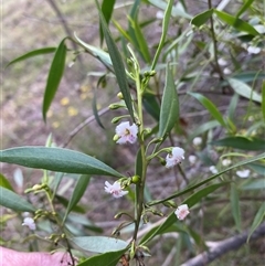 Unverified Other Shrub at Broke, NSW - 29 Jul 2025 by RoyP