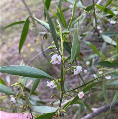 Unverified Other Shrub at Broke, NSW - 29 Jul 2025 by RoyP