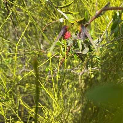 Unverified Other Shrub at Broke, NSW - 29 Jul 2025 by RoyP