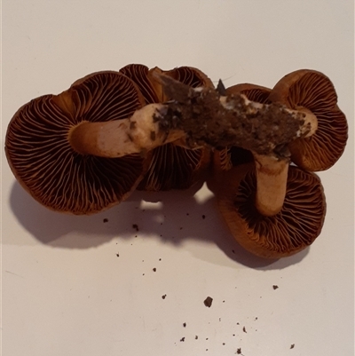 Cortinarius sp. (Cortinarius) at Ainslie, ACT - 15 Jul 2025 by annmhare