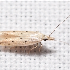 Megacraspedus niphodes (A Twirler moth (Gelechioidea) by DianneClarke