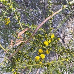 Acacia amblygona at Broke, NSW - 29 Jul 2025 by RoyP