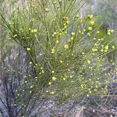 Unverified Other Shrub at Broke, NSW - 29 Jul 2025 by RoyP