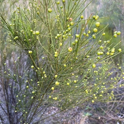 Unverified Other Shrub at Broke, NSW - 29 Jul 2025 by RoyP