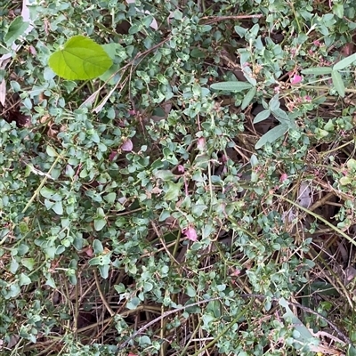 Unverified Other Wildflower or Herb at Broke, NSW - 29 Jul 2025 by RoyP