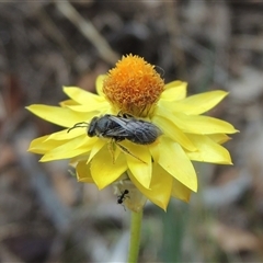 Lasioglossum (Chilalictus) lanarium at Theodore, ACT - 23 Jan 2025 by MichaelBedingfield