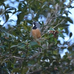 Pachycephala rufiventris (Rufous Whistler) at Lanitza, NSW - 24 Nov 2023 by Carolina