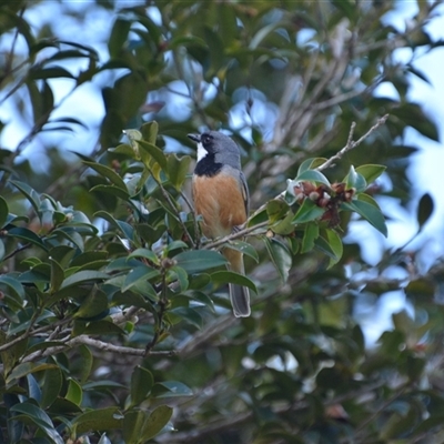 Pachycephala rufiventris (Rufous Whistler) at Lanitza, NSW - 24 Nov 2023 by Carolina