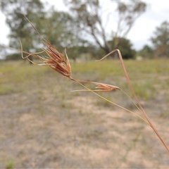 Themeda triandra (Kangaroo Grass) at Theodore, ACT - 23 Jan 2025 by MichaelBedingfield