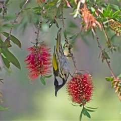 Phylidonyris niger (White-cheeked Honeyeater) at Lanitza, NSW - 15 Aug 2024 by Carolina