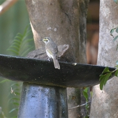 Caligavis chrysops (Yellow-faced Honeyeater) at Lanitza, NSW - 10 Oct 2020 by Carolina