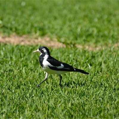 Grallina cyanoleuca (Magpie-lark) at Lanitza, NSW - 24 Apr 2020 by Carolina