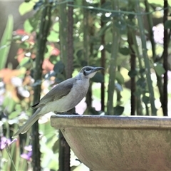 Philemon citreogularis (Little Friarbird) at Lanitza, NSW - 24 Sep 2020 by Carolina