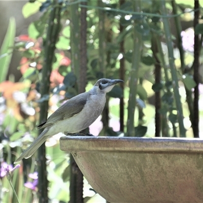 Philemon citreogularis (Little Friarbird) at Lanitza, NSW - 24 Sep 2020 by Carolina
