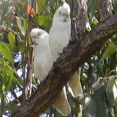 Cacatua sanguinea (Little Corella) at Lanitza, NSW - 18 Sep 2022 by Carolina