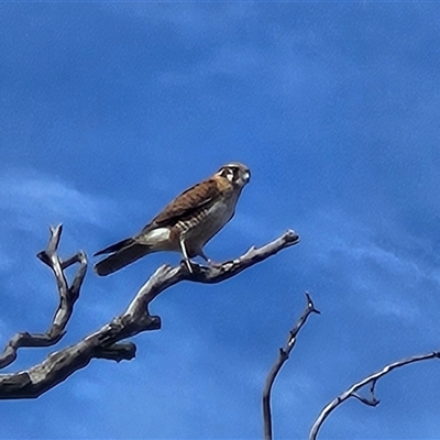 Falco berigora (Brown Falcon) at Molonglo, ACT - 29 Jul 2025 by Wolfdogg