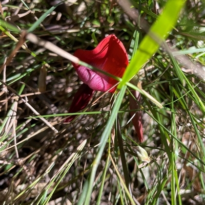 Unverified Pea at Dunbogan, NSW - 29 Jul 2025 by LPW