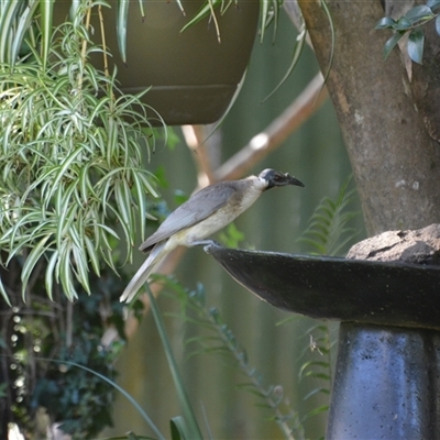 Philemon corniculatus (Noisy Friarbird) at Lanitza, NSW - 10 Oct 2020 by Carolina