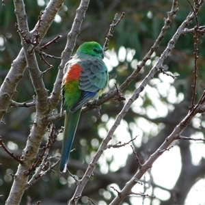 Psephotus haematonotus (Red-rumped Parrot) at Symonston, ACT - 29 Jul 2025 by CallumBraeRuralProperty