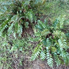 Cyrtomium falcatum (Holly Fern) at Gerringong, NSW - 28 Jul 2025 by plants