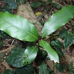 Cinnamomum oliveri (Oliver's sassafras) at Broughton Village, NSW - 28 Jul 2025 by plants