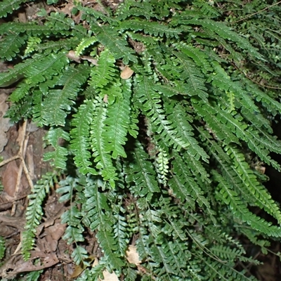 Arthropteris beckleri (Hairy Climbing Fishbone Fern) at Broughton Village, NSW - 28 Jul 2025 by plants