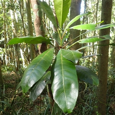 Pisonia umbellifera (Birdlime Tree) at Broughton Village, NSW - 28 Jul 2025 by plants