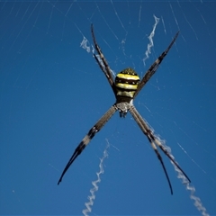 Argiope keyserlingi (St Andrew's Cross Spider) at Lanitza, NSW - 25 Jan 2025 by Carolina