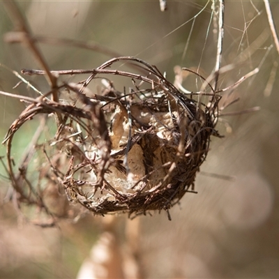 Unverified Spider at Lanitza, NSW - 18 Jul 2024 by Carolina