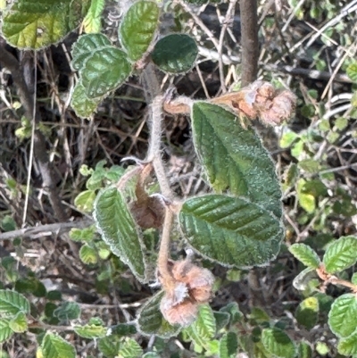 Pomaderris betulina subsp. betulina (Birch Pomaderris) at Burra, NSW - 29 Jul 2025 by Safarigirl