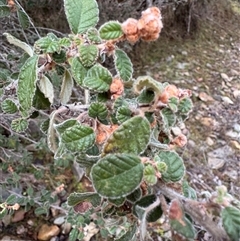 Pomaderris betulina subsp. betulina (Birch Pomaderris) at Tinderry, NSW - 29 Jul 2025 by Safarigirl