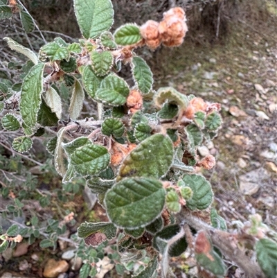 Pomaderris betulina subsp. betulina (Birch Pomaderris) at Tinderry, NSW - 29 Jul 2025 by Safarigirl