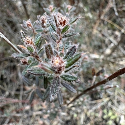 Unverified Pea at Tinderry, NSW - 29 Jul 2025 by Safarigirl