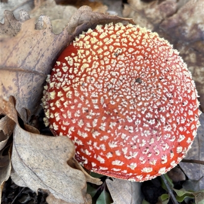Amanita muscaria (Fly Agaric) at O'Connor, ACT - 29 Jul 2025 by Tsquared