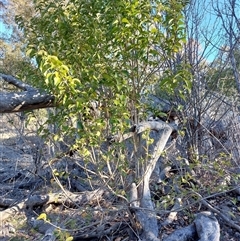 Ligustrum vulgare (European Privet) at Banks, ACT - 24 Jul 2025 by rbtwo