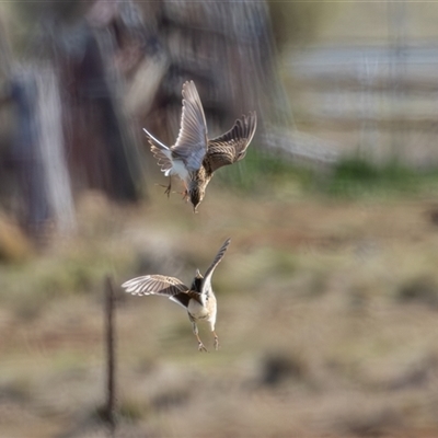 Alauda arvensis (Eurasian Skylark) at Pialligo, ACT - 29 Jul 2025 by rawshorty