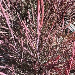 Exocarpos strictus (Dwarf Cherry) at Burra, NSW - 29 Jul 2025 by Safarigirl
