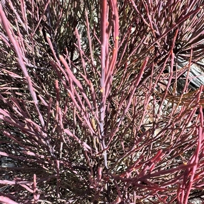 Exocarpos strictus (Dwarf Cherry) at Burra, NSW - 29 Jul 2025 by Safarigirl